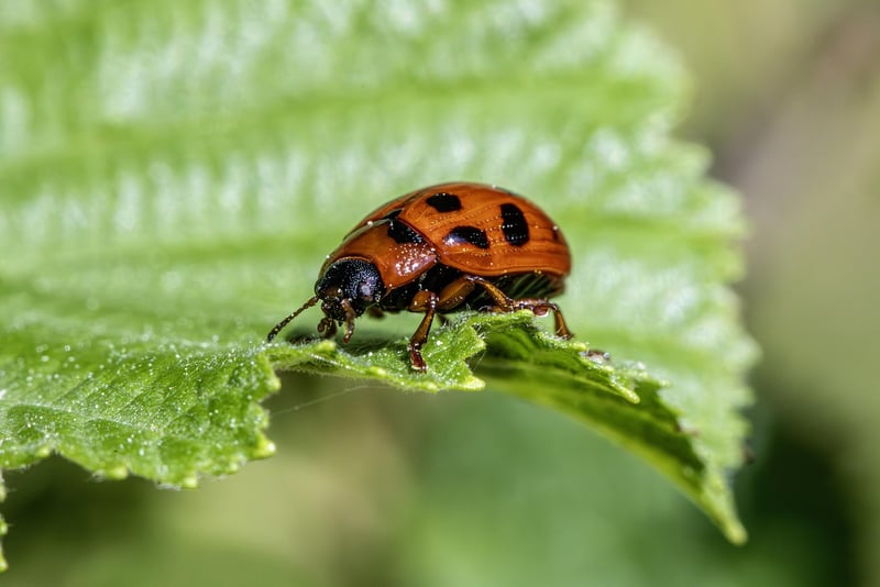 Pest Control Solutions
