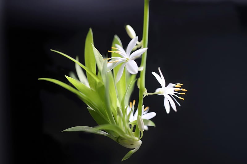 Spider Plants